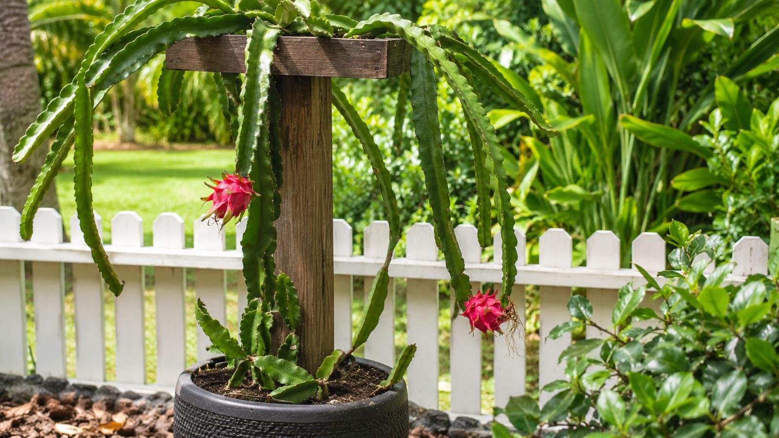 A dragon fruit cactus trained up a wooden post in a Maui garden, its long green stems trailing down over a white picket fence with two ripe pink fruit hanging.