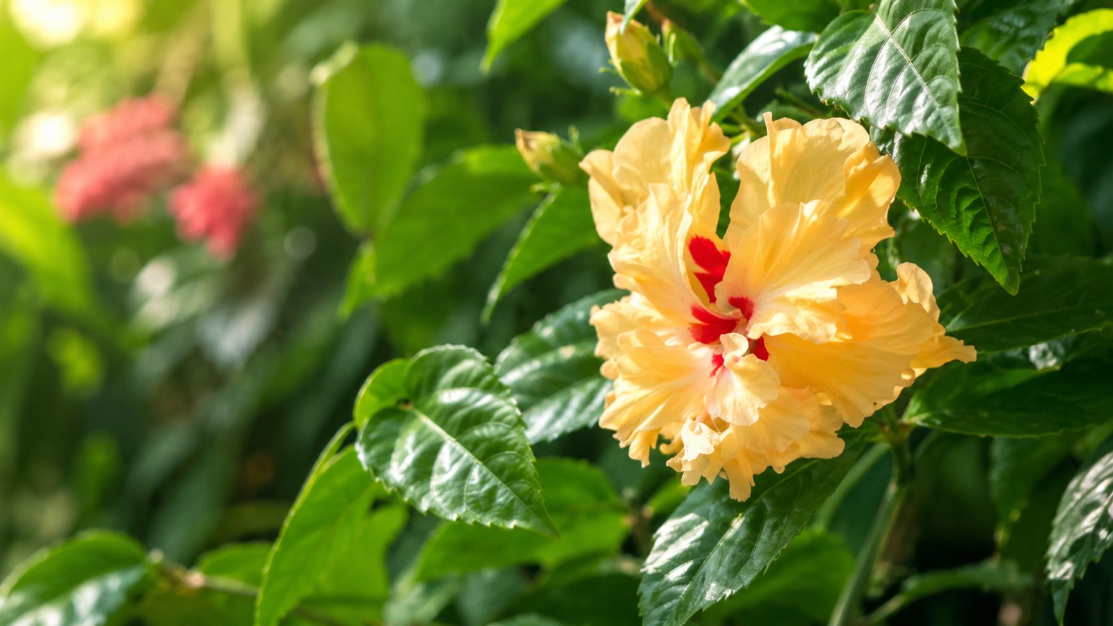A hibiscus in full bloom in a Maui garden, its apricot petals opening against dark green leaves.