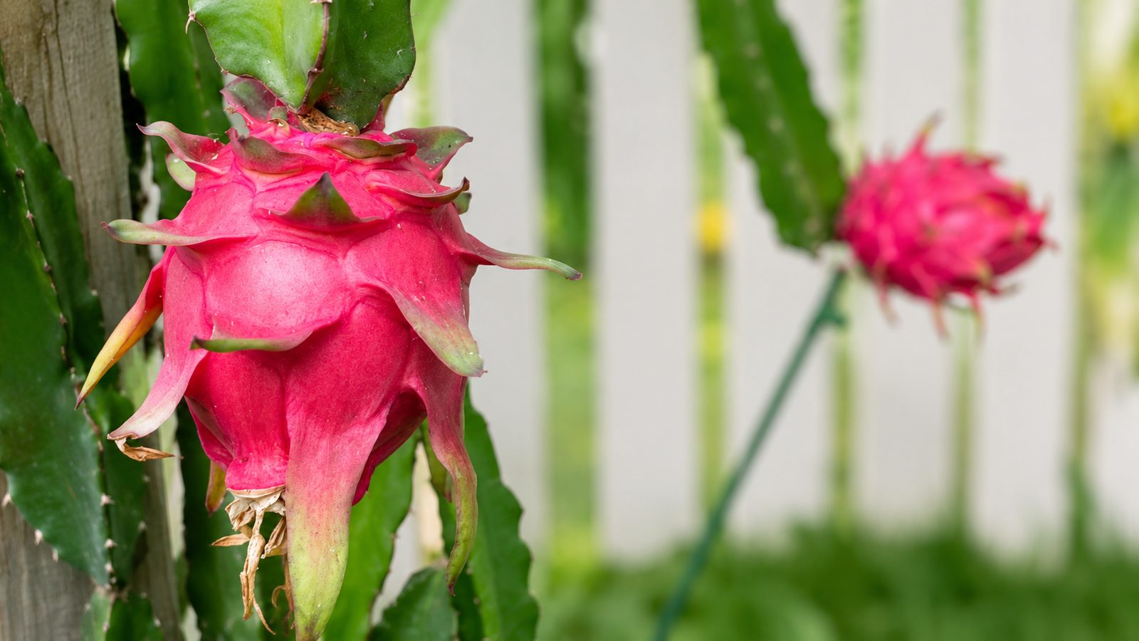 A close view of a ripe dragon fruit on the cactus, its pink skin tipped with green scales, a second fruit ripening behind it.