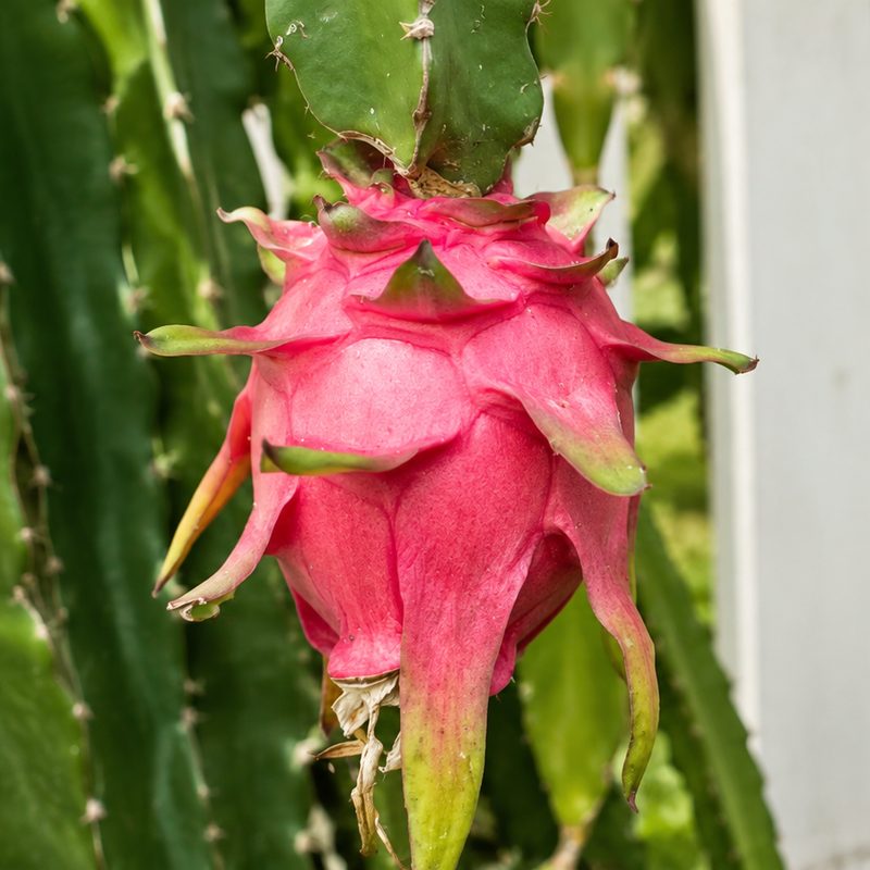 A ripe pink dragon fruit hanging on the cactus in a Maui garden, with a white picket fence behind it.