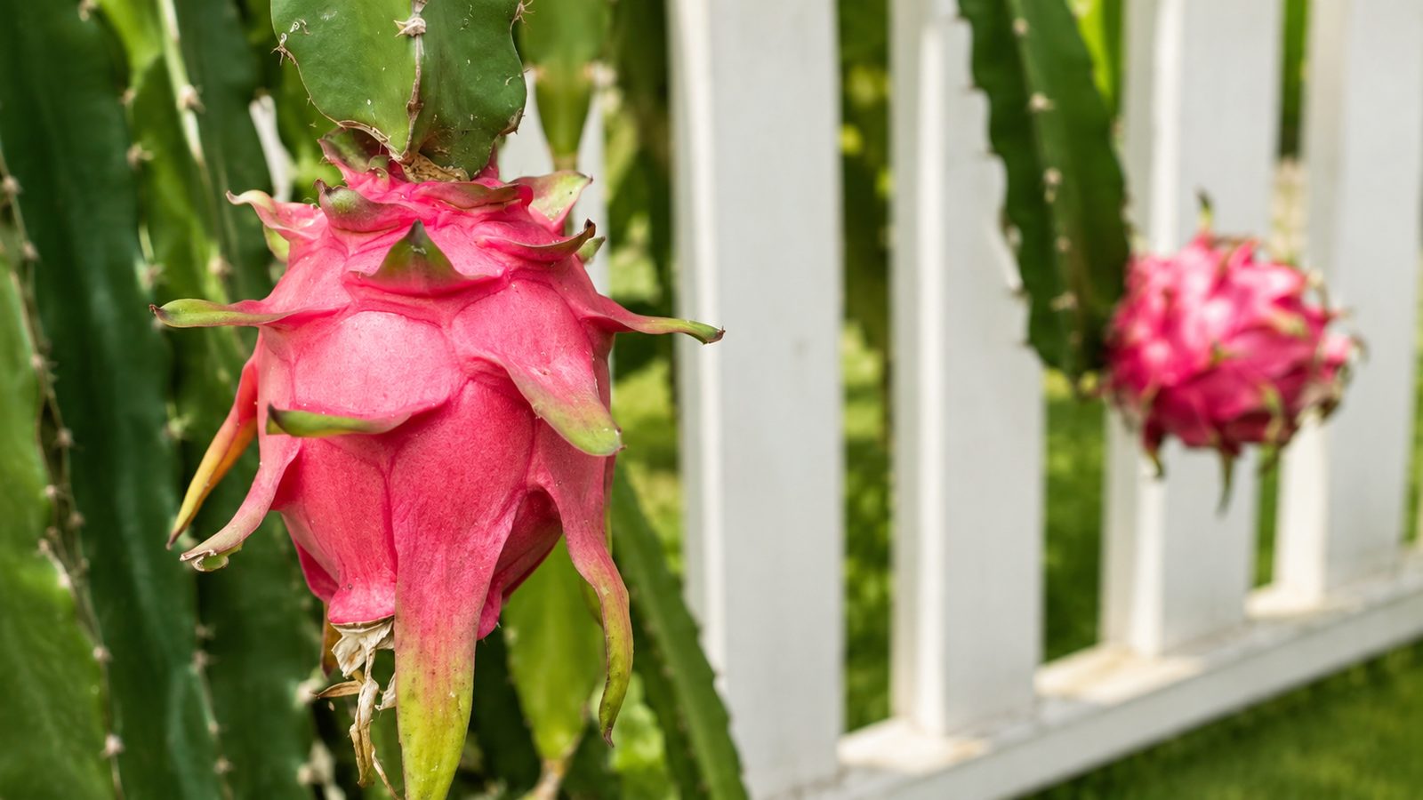 A ripe pink dragon fruit hanging on the cactus in a Maui garden, a second fruit ripening beyond it against a white picket fence.